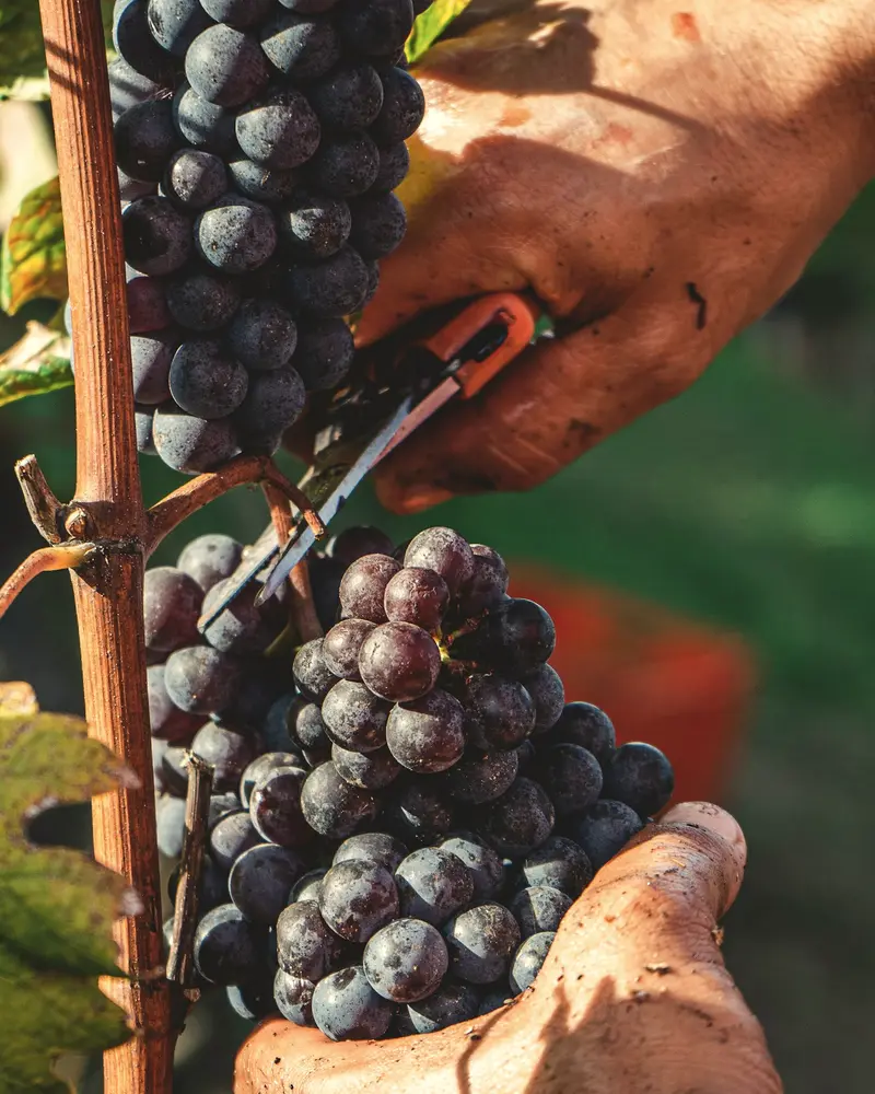 Roke z vinogradniškimi škarjami režejo grozd temnega grozdja.