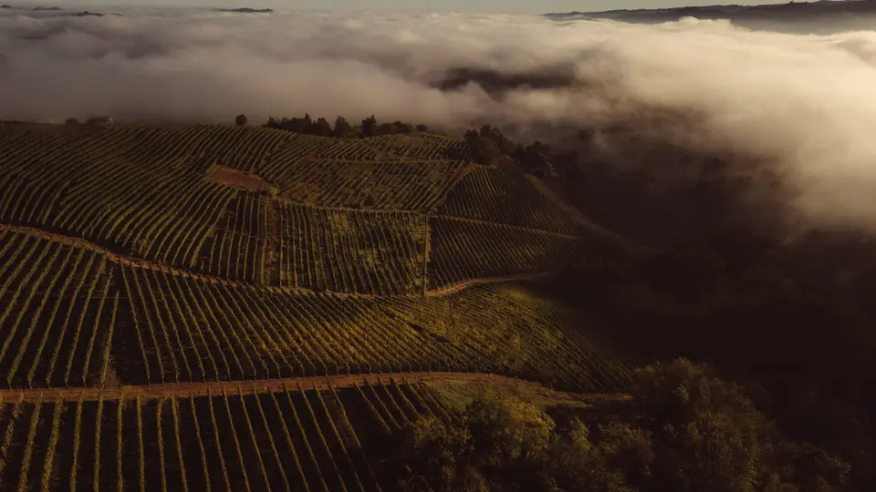 Vinogradi na gričih, ki jih zjutraj prekriva megla.